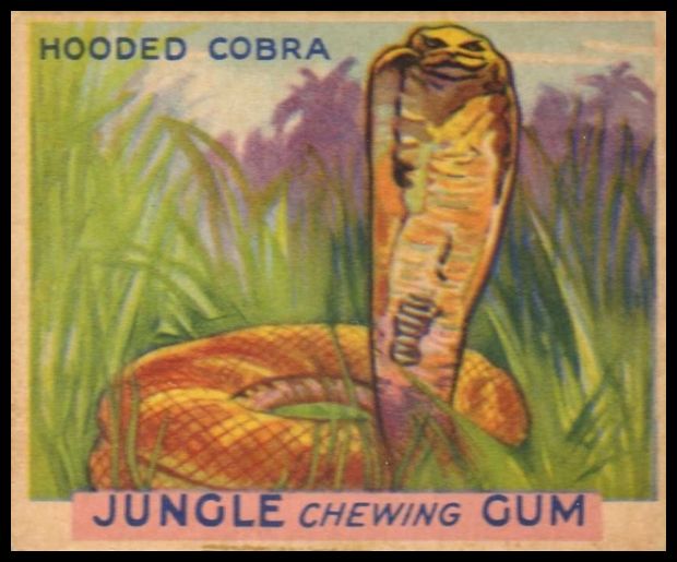 13 Hooded Cobra